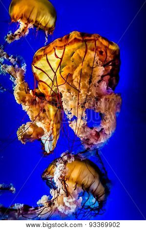 Orange Pacific Sea Nettle Jellyfish