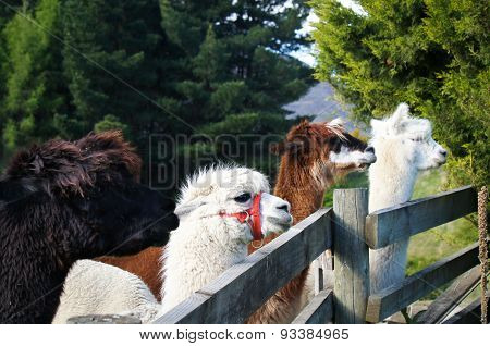 Four alpacas (black, white and brown) in a row