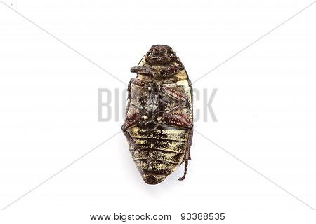 Dead Cockchafer Isolated On White Background