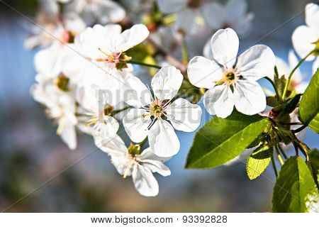 Cherry Blossoms On A Branch