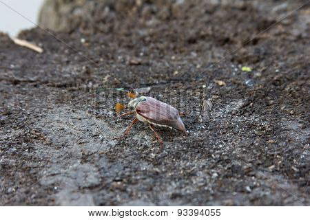 May beetle crawling on wood  forest, hairy, bug