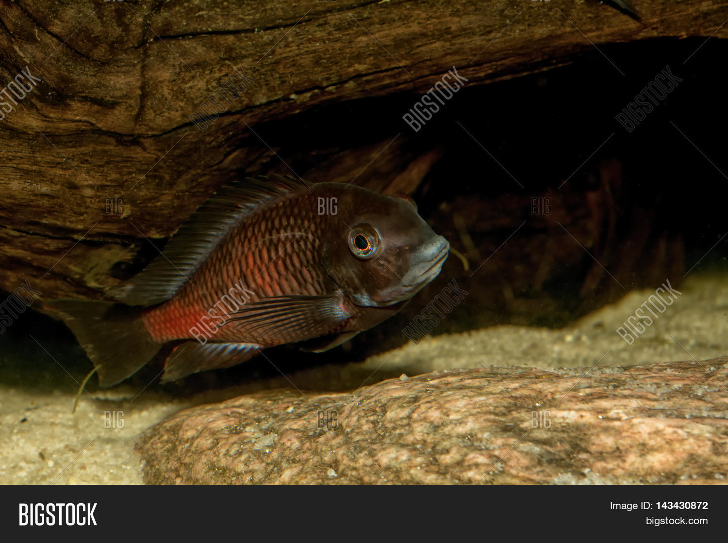 Cichlid Fish Genus Image & Photo (Free Trial) | Bigstock