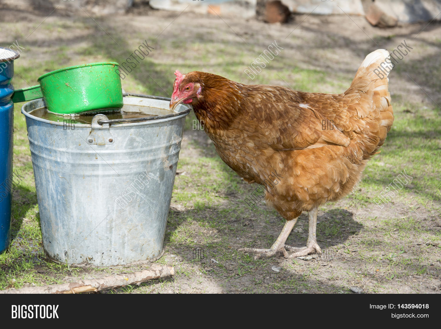 курочка водички напьется. курица клюет. курица пьет много воды. курочка водички напьется. куры пьют.