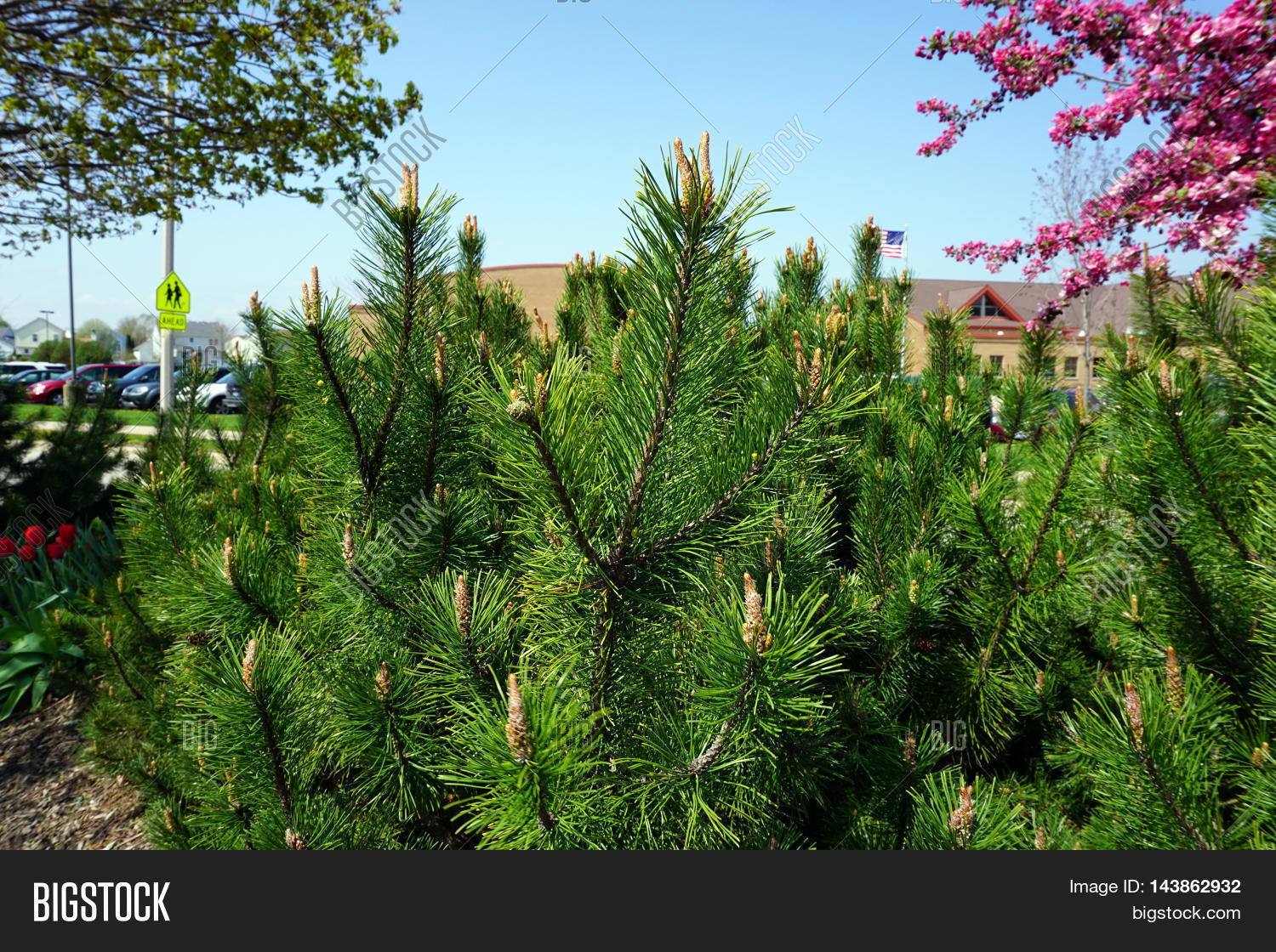 Red Pine Tree (Pinus Image & Photo (Free Trial) Bigstock