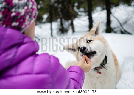 Woman feeding a dog on winter hiking trip in forest. Girl in white winter forest woods with akita dog. Recreation and healthy lifestyle outdoors. Motivation and inspirational winter landscape.