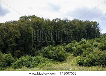 mysterious forest, Hoia- Baciu, Romania Near Cluj
