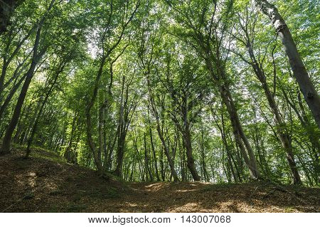 mysterious forest, Hoia- Baciu, Romania Near Cluj