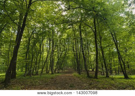 mysterious forest, Hoia- Baciu, Romania Near Cluj