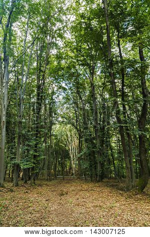 mysterious forest, Hoia - Baciu, Romania Near Cluj
