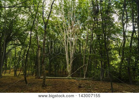 mysterious forest, Hoia - Baciu, Romania Near Cluj