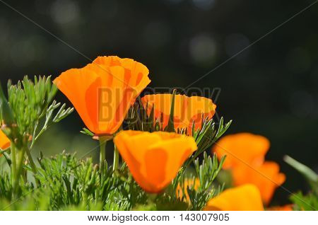 Close up view of orange opium under sun light