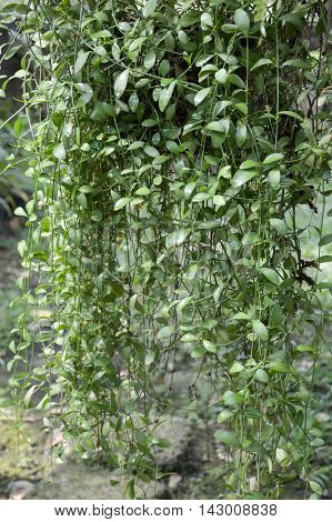 fresh green Asclepiadaceae plants in nature garden