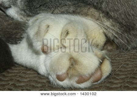 Katze