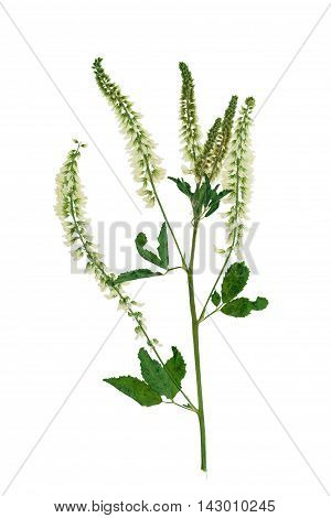 Pressed and dried flowers melilot. Isolated on white background. For use in scrapbooking floristry (oshibana) or herbarium.