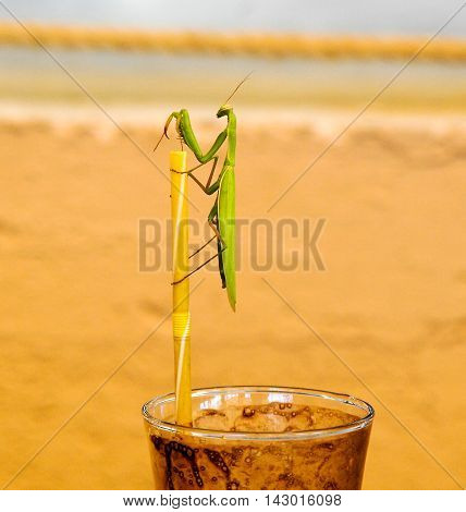 green praying mantis on a drinking straw on coffee cup. Mantis religiosa