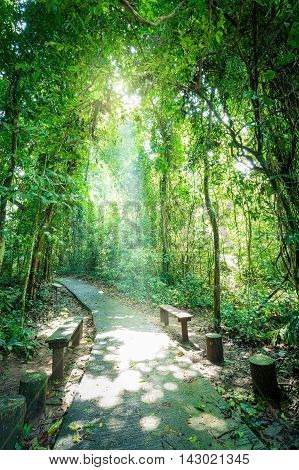 Walkway and seat inside tropical forest surrounded by green tree which sunlight shining through small hole of tree.