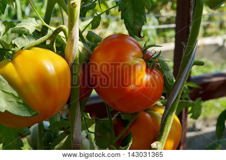 Ripe natural tomatoes growing on a branch in a greenhouse.