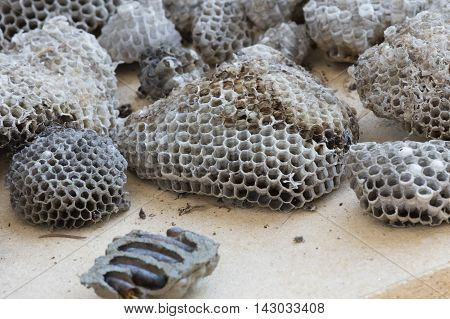 a dried nest of bees and cicadas