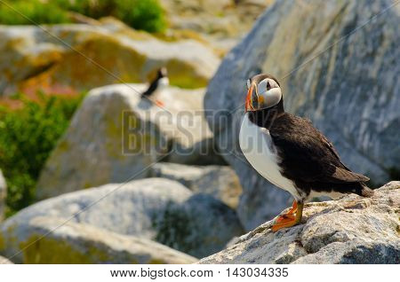 A close up portrait of an Atlantic puffin standing on a rock overlooking other puffins