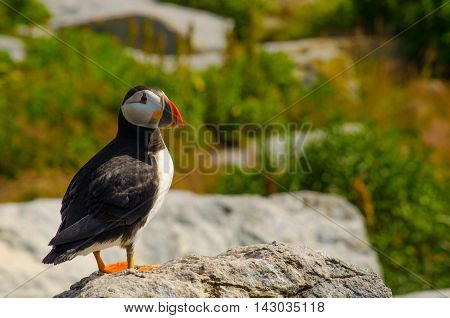 A close up portrait of an Atlantic puffin standing on a rock overlooking other puffins