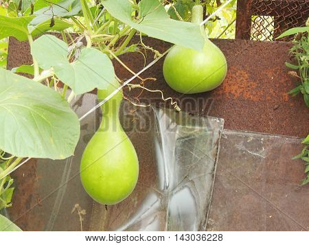 the lagenariya fruits growing on long lashes