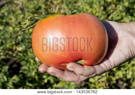 Tomato In Hands