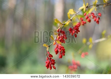 Ripe fruit on the branch of barberry