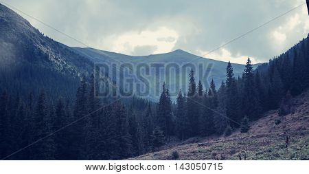 Mountains in cloudy day and spruce forest dark filter