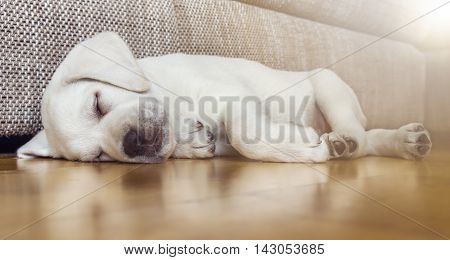 Sweet cute Labrador puppy dog sleeping on the couch in his bed