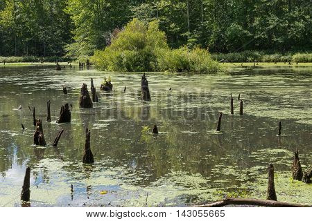 Stumps of trees in a pond surrounded by woods