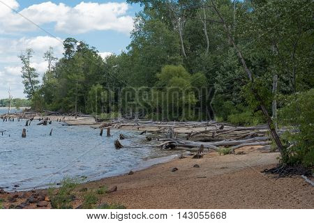 A deserted and abandoned beach with dead trees in the water surrounded by woods under a blue sky