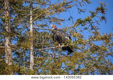 Endangered American Condor sitting on a pine tree on California coast on Route 1 (SR 1) near Big Sur. A rare species of birds. A number tag and GPS tracking devices are attached to wings of every one in the US.