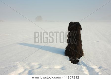 Briard ve sněhu