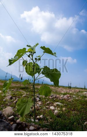 a plant under a sunny blue sky