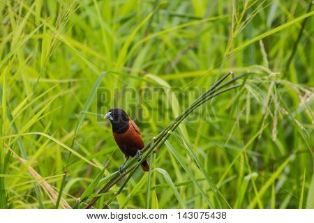 Chestnut Munia Perching On A Branch