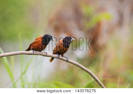Chestnut Munia Perching On A Branch