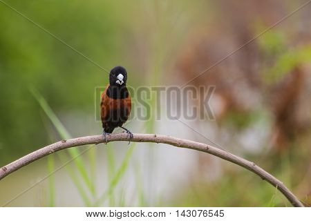Chestnut Munia Perching On A Branch
