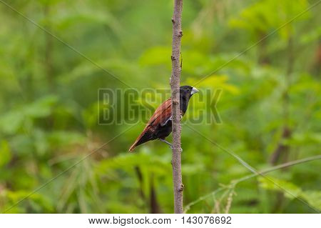 Chestnut Munia Perching On A Branch