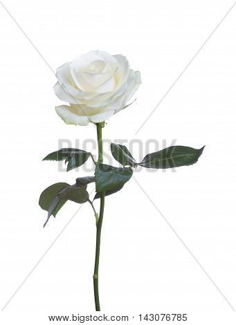 single beautiful flower white rose isolated background