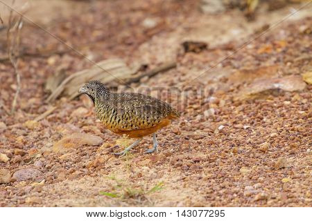 Beautiful Female Barred Buttonquail
