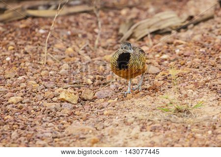 Beautiful Female Barred Buttonquail