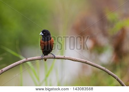 Chestnut Munia Perching On A Branch