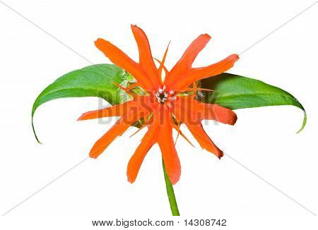 ดอกไม้ (lychnis Cognata)