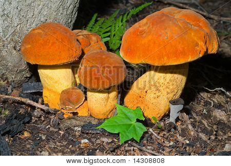 버섯 (leccinium Extremiorientale)