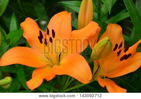 Close up view of orange lilly in the garden