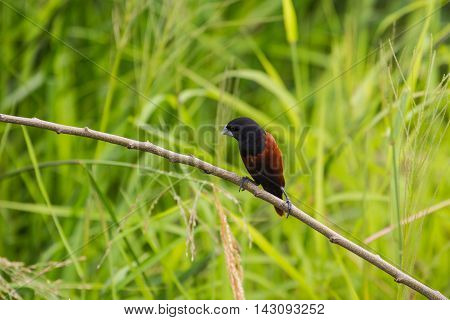 Chestnut Munia Perching On A Branch