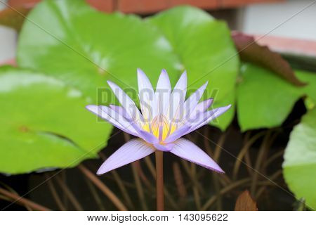 Purple lotus blooming in the glade / Selective focus