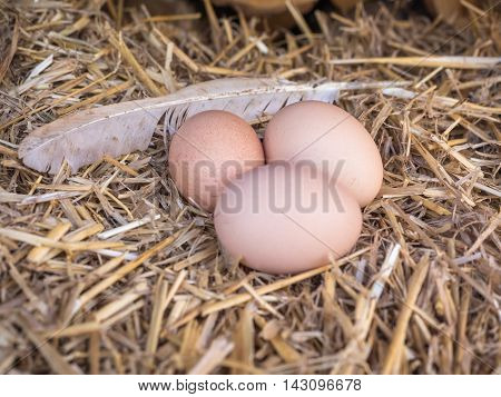 Close-up natural brown chicken eggs on a bed of straw with feather. Eggs on the roost close up with blurred background and the soft, selective focus