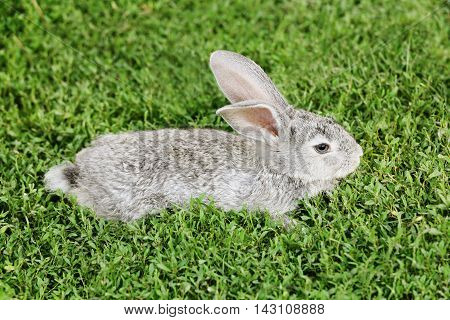 little breautiful Gray rabbit on the grass