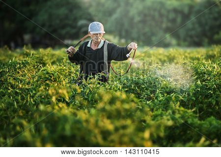 Farmers spraying accelerate flowering plants in the garden pepper sunset time.
